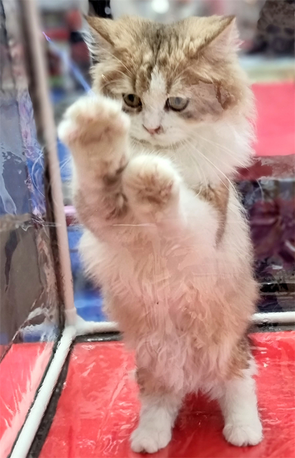 龙8头号玩家(国际集团)官方网站