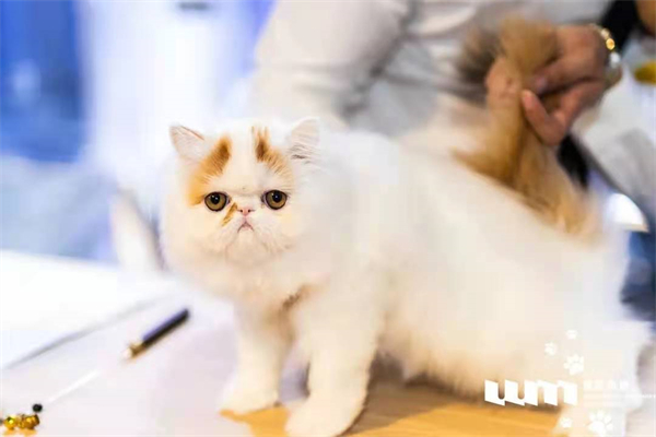 龙8头号玩家(国际集团)官方网站