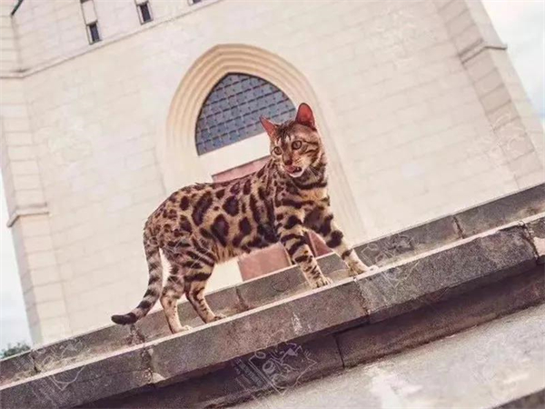 龙8头号玩家(国际集团)官方网站