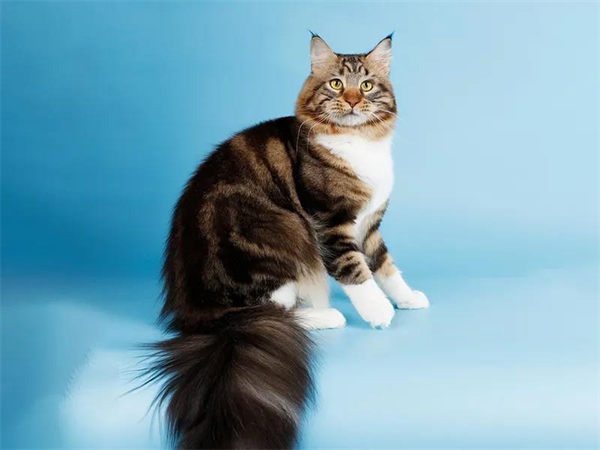 龙8头号玩家(国际集团)官方网站