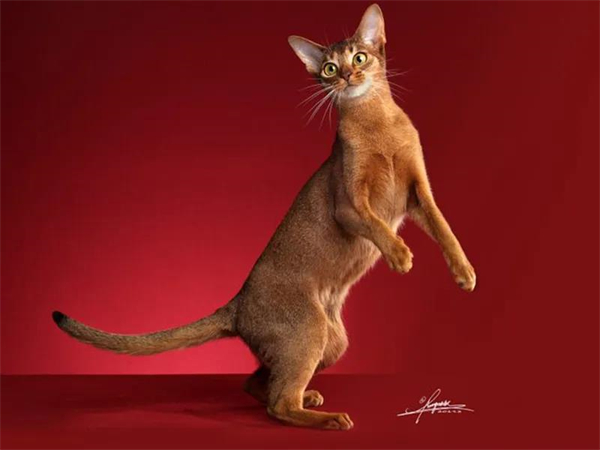 龙8头号玩家(国际集团)官方网站